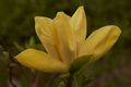 Magnolia brooklynensis Yellow Bird Magnolia brooklińska